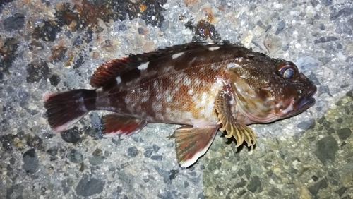 ガシラの釣果