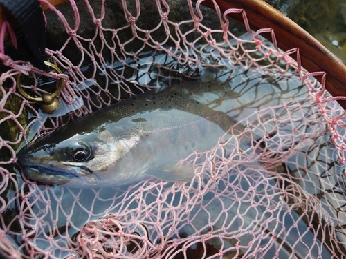 アマゴの釣果