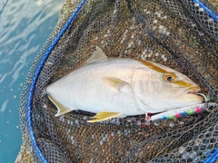 ショゴの釣果