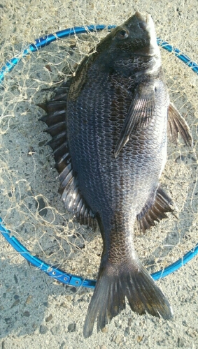 チヌの釣果