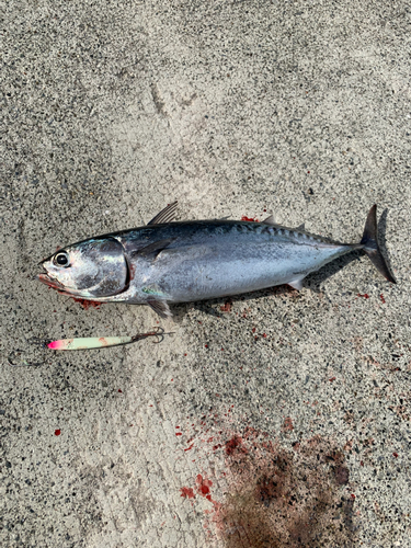 ソウダガツオの釣果