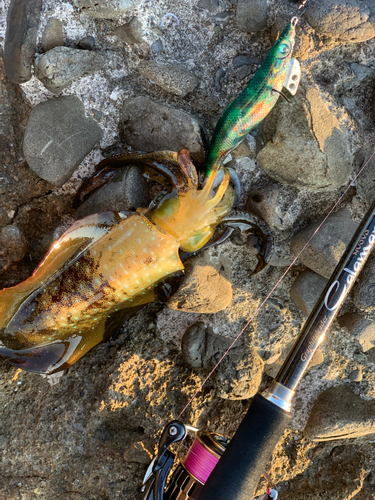 アオリイカの釣果