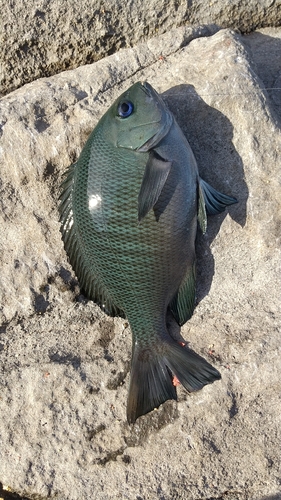 メジナの釣果