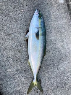 イナダの釣果