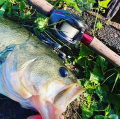 ブラックバスの釣果