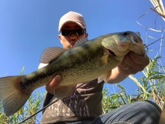 ブラックバスの釣果