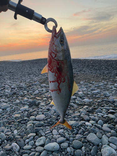 イナダの釣果