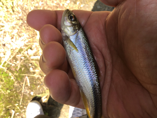 カワムツの釣果