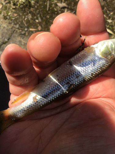 カワムツの釣果