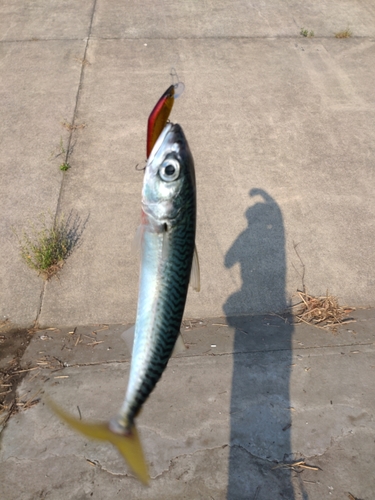 サバの釣果