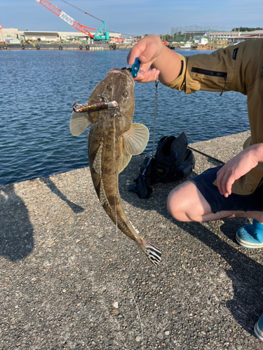 マゴチの釣果