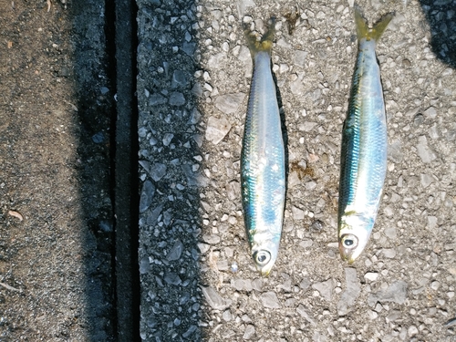 ウルメイワシの釣果