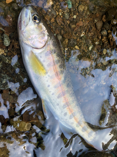 ヤマメの釣果