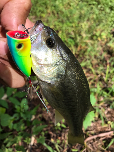 ブラックバスの釣果