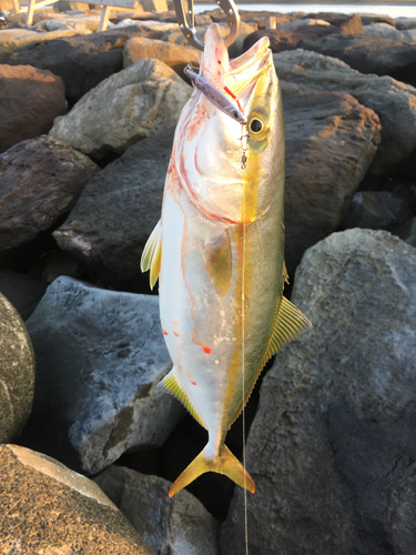 イナダの釣果