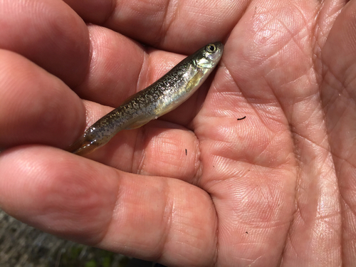 アブラハヤの釣果