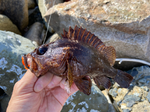 ガシラの釣果