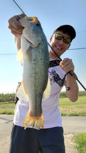 ブラックバスの釣果