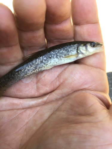 アブラハヤの釣果