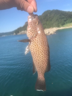 オオモンハタの釣果