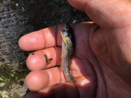 アブラハヤの釣果