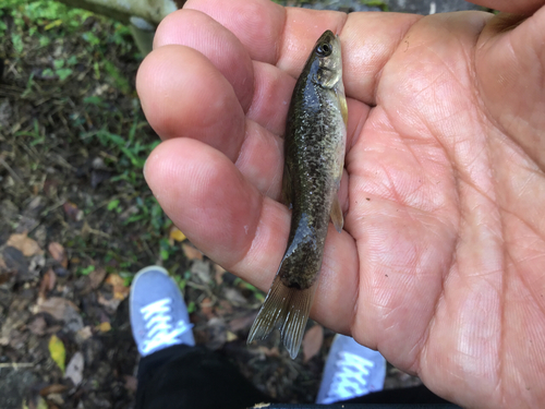 アブラハヤの釣果