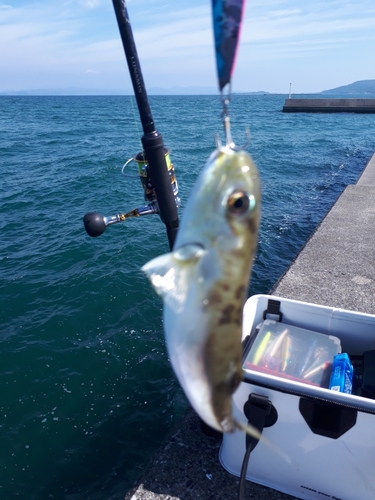 フグの釣果