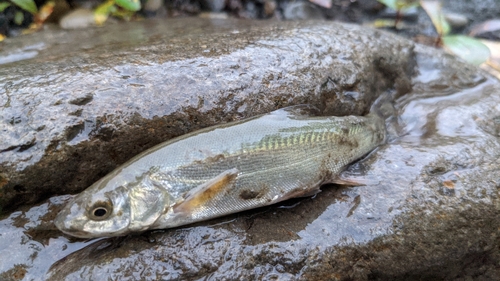 ウグイの釣果