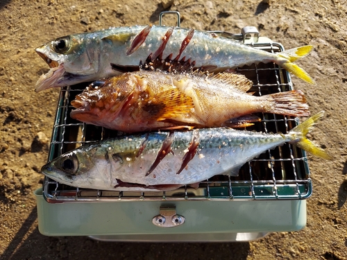 サバの釣果