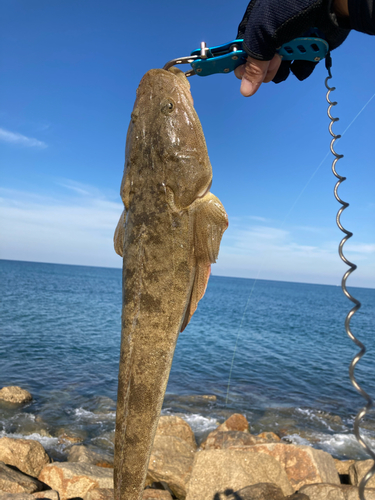 マゴチの釣果