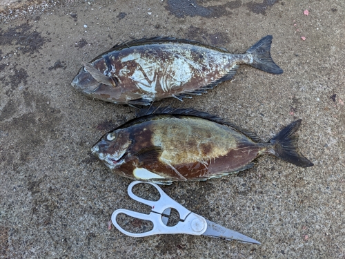 アイゴの釣果