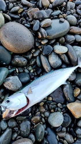 マルソウダの釣果