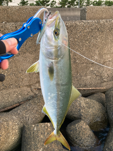 イナダの釣果