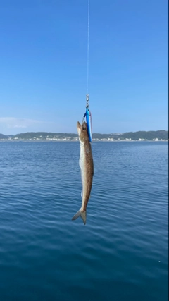 マエソの釣果