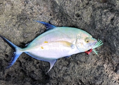 ナンヨウカイワリの釣果