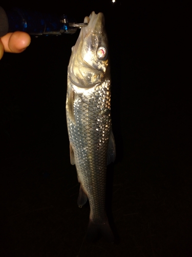 ニゴイの釣果