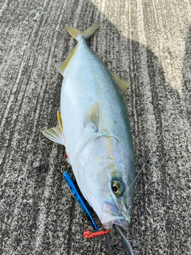 ワカシの釣果