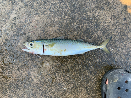 サバの釣果