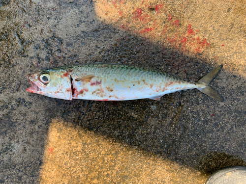 サバの釣果