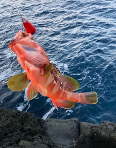 アカハタの釣果