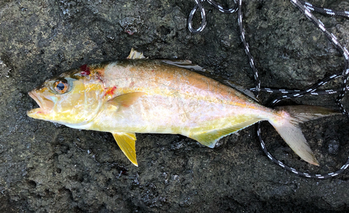 ショゴの釣果