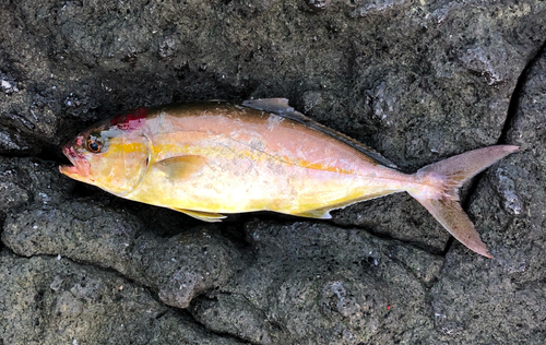 ショゴの釣果