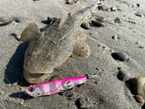 マゴチの釣果