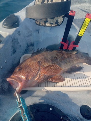 オオモンハタの釣果