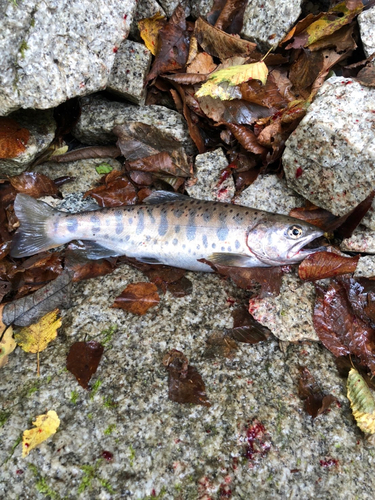 ヤマメの釣果