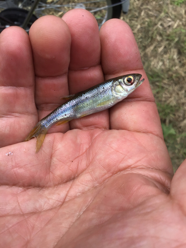 カワムツの釣果