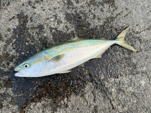 イナダの釣果