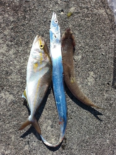 ショゴの釣果