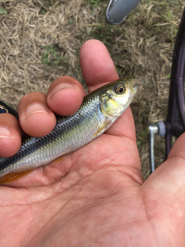 カワムツの釣果