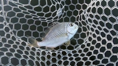 ヘダイの釣果
